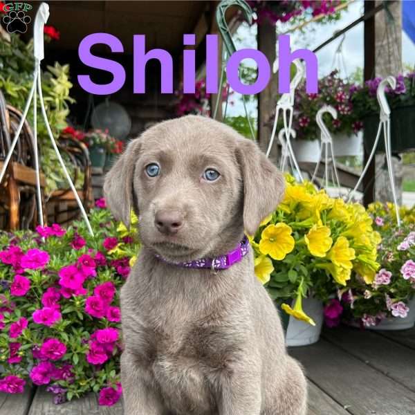 Shiloh, Silver Labrador Retriever Puppy
